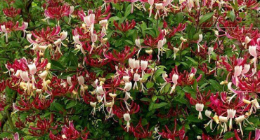 Hlavní charakteristika zimolezu zimolez a pravidla pro jeho pěstování